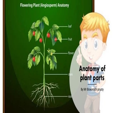 Anatomy of plant parts by BNP.pdf