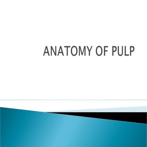 Anatomy of Dental Pulp