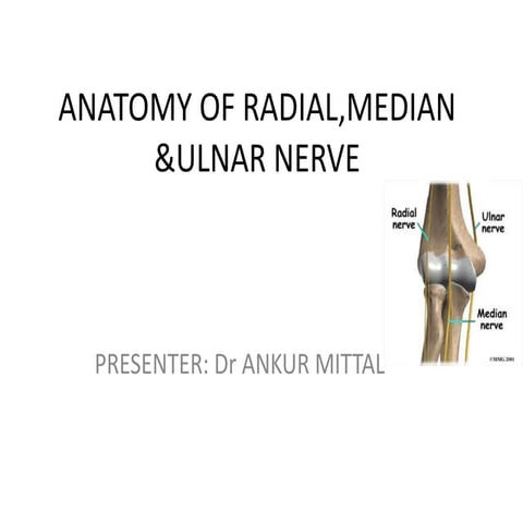 Anatomy of radial,median &ulnar nerve