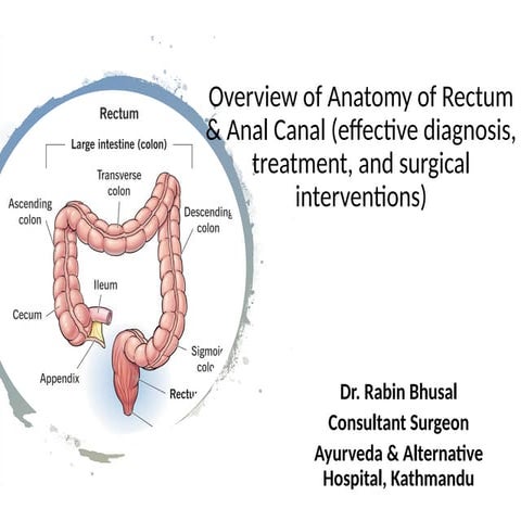 Surgical rectal anatomy | PPT