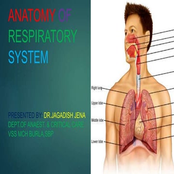 Anatomy of respiratory system