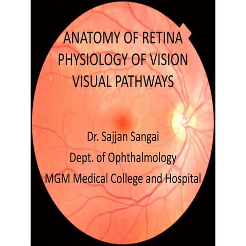 Anatomy of retina