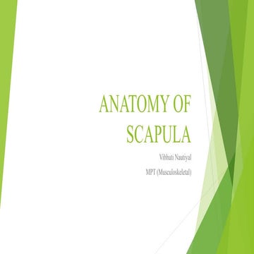 Anatomy of scapula