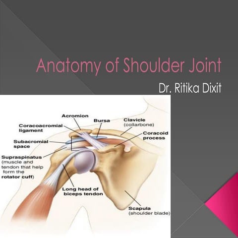 Anatomy of shoulder joint