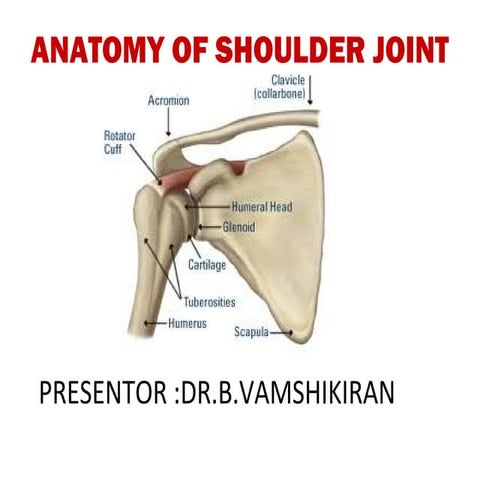 Anatomy of shoulder joint - vamshi kiran
