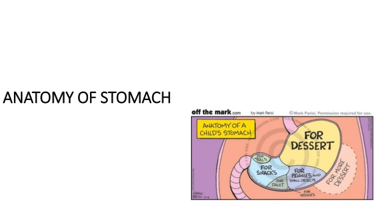 Anatomy of stomach