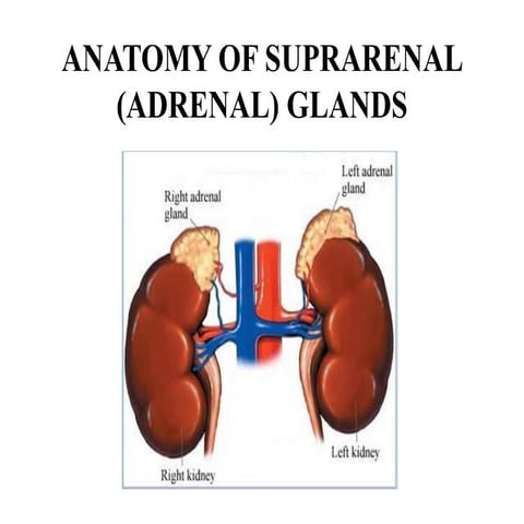anatomy of supra renal adrenal glands.pptx