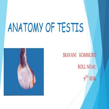 Anatomy of testis