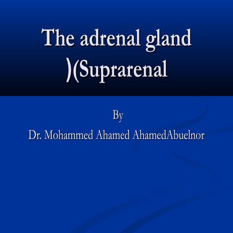 Anatomy of the  adrenal  gland