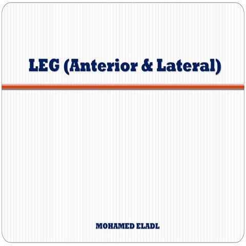 Anatomy of the anterior & lateral compartments of the leg