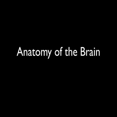 Anatomy of the brain