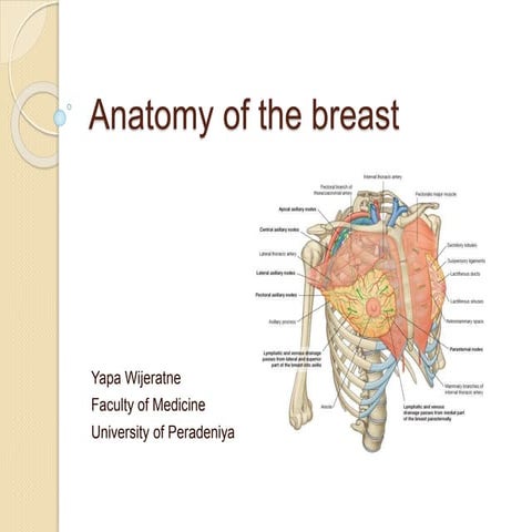 Anatomy of the breast