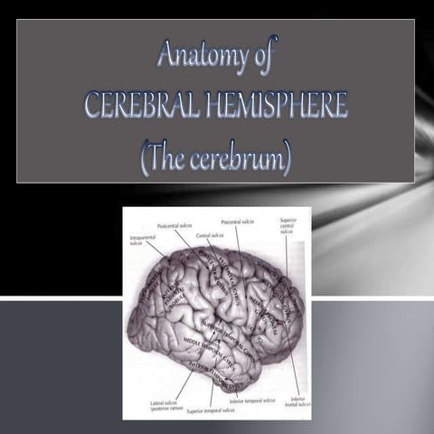 Anatomy of the cerebrum (2015)