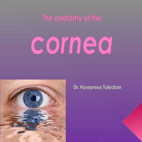 Anatomy of the cornea
