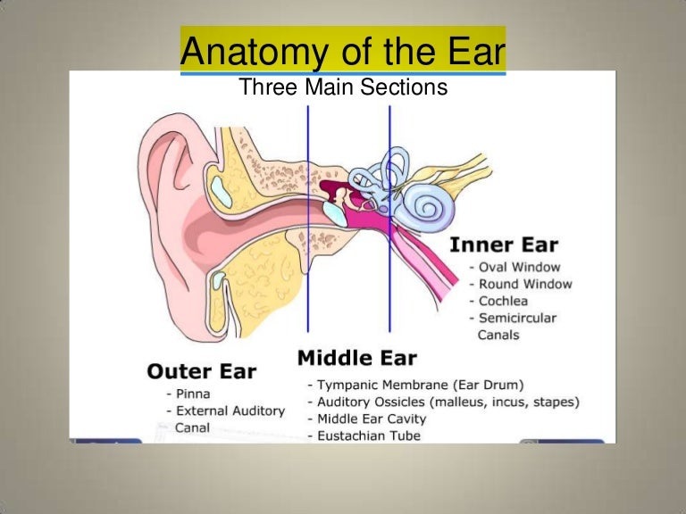 Human ear | Anatomy of the ear | Gaurav singh Rajput