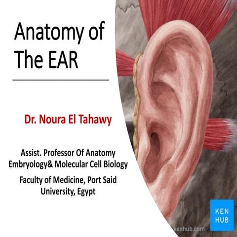 Anatomy of the ear (ecture 2) by dr, noura 2018