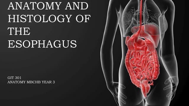 Anatomy of the esophaguspptx Biology Diagrams