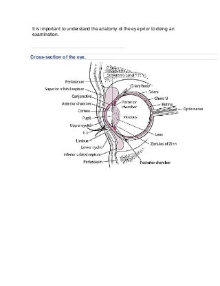 'anatomy of eye' on SlideShare