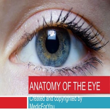 Anatomy of the eye