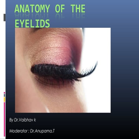 Anatomy of the eyelids 