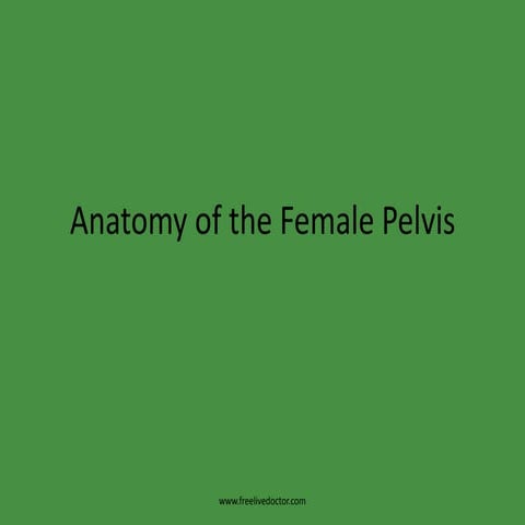 Anatomy of the female pelvis