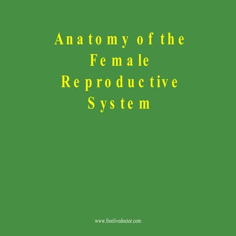 Anatomy of the female reproductive system