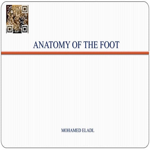 Anatomy of the foot