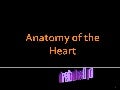 Anatomy Of The Heart