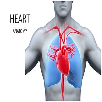 Practical 1 pig heart dissection | PPTX