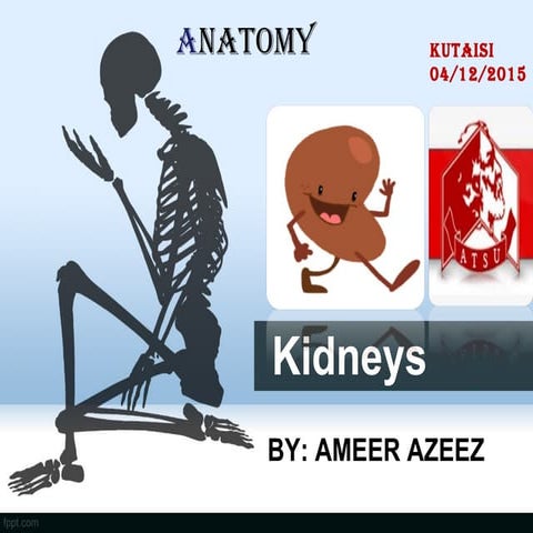 Anatomy of the kidney