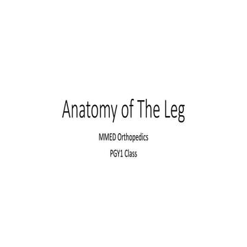 Anatomy of the leg