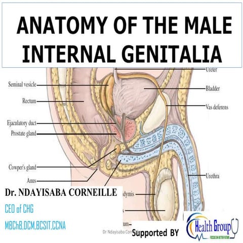 Anatomy of the Male internal genitalia.pptx
