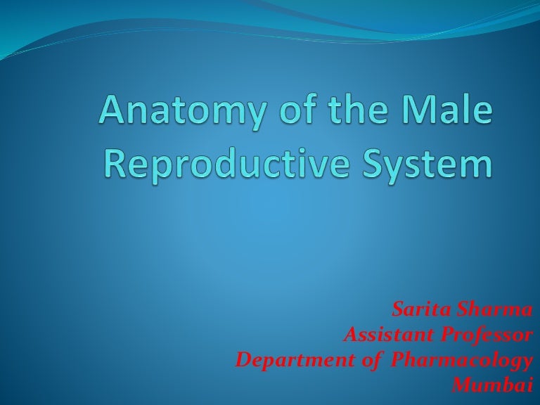Anatomy & Physiology of the Male Reproductive System