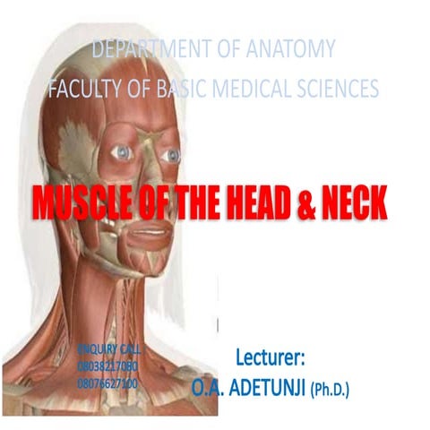 Comprehensive Overview of Muscles of the Head and Neck Anatomy | PPTX