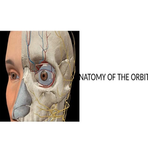 Comprehensive Anatomy and Clinical Insights of the Bony Orbit | PPTX