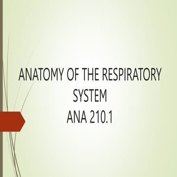 ANATOMY OF THE RESPIRATORY SYSTEM for students.pptx