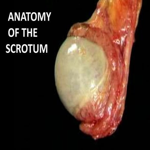 Anatomy of the scrotum