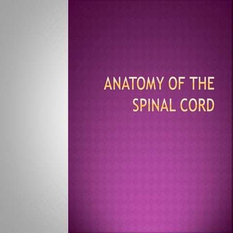 Anatomy of the spinal cord
