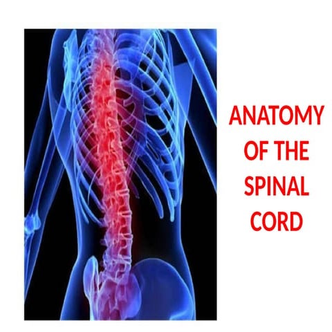 ANATOMY OF THE SPINAL CORD in detail.pptx