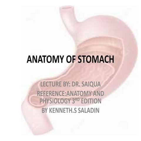 Anatomy of the stomach