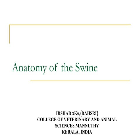 Anatomy Of The Swine