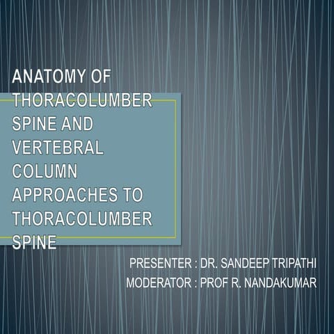 Anatomy of thoracic vertebra