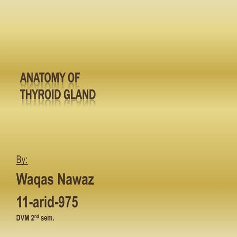 Anatomy of thyroid gland | PPTX