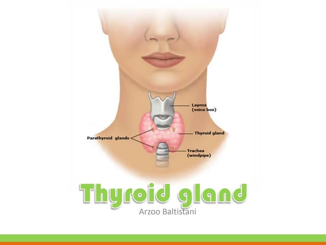 Anatomy of thyroid gland | PPTX