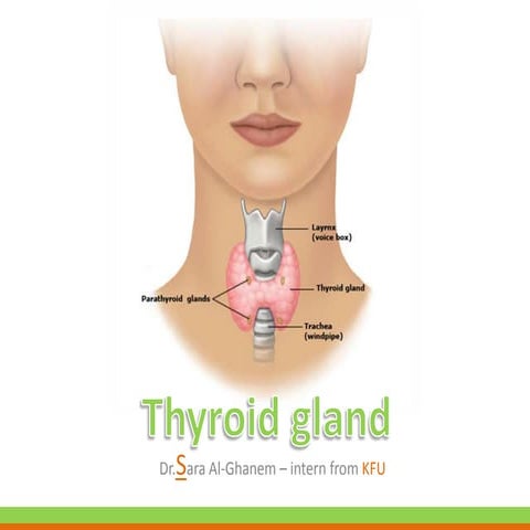 Thyroid gland anatomy | PPTX