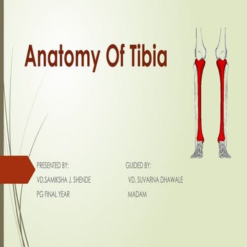 Tibia and Fibula p2.pptx . . . . . . . . . | PPTX