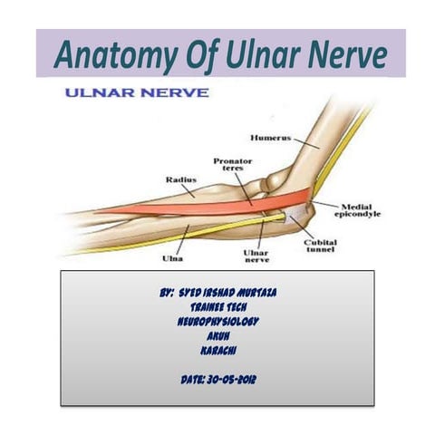 Anatomy of ulnar Nerve (Ulnar Nerve Anatomy)