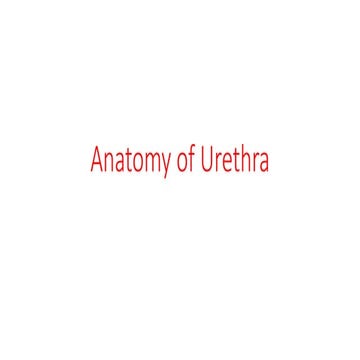 Anatomy of Urethra.pptx