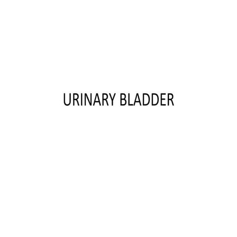Anatomy of URINARY BLADDER and URETHRA.pptx