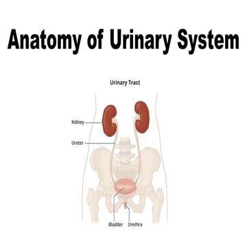 Anatomy of urinary system(1).pdf